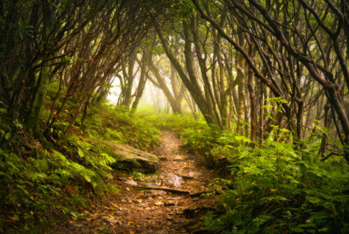 Nature trails on Ruffner Mountain Dave Allen Photography © Shutterstock